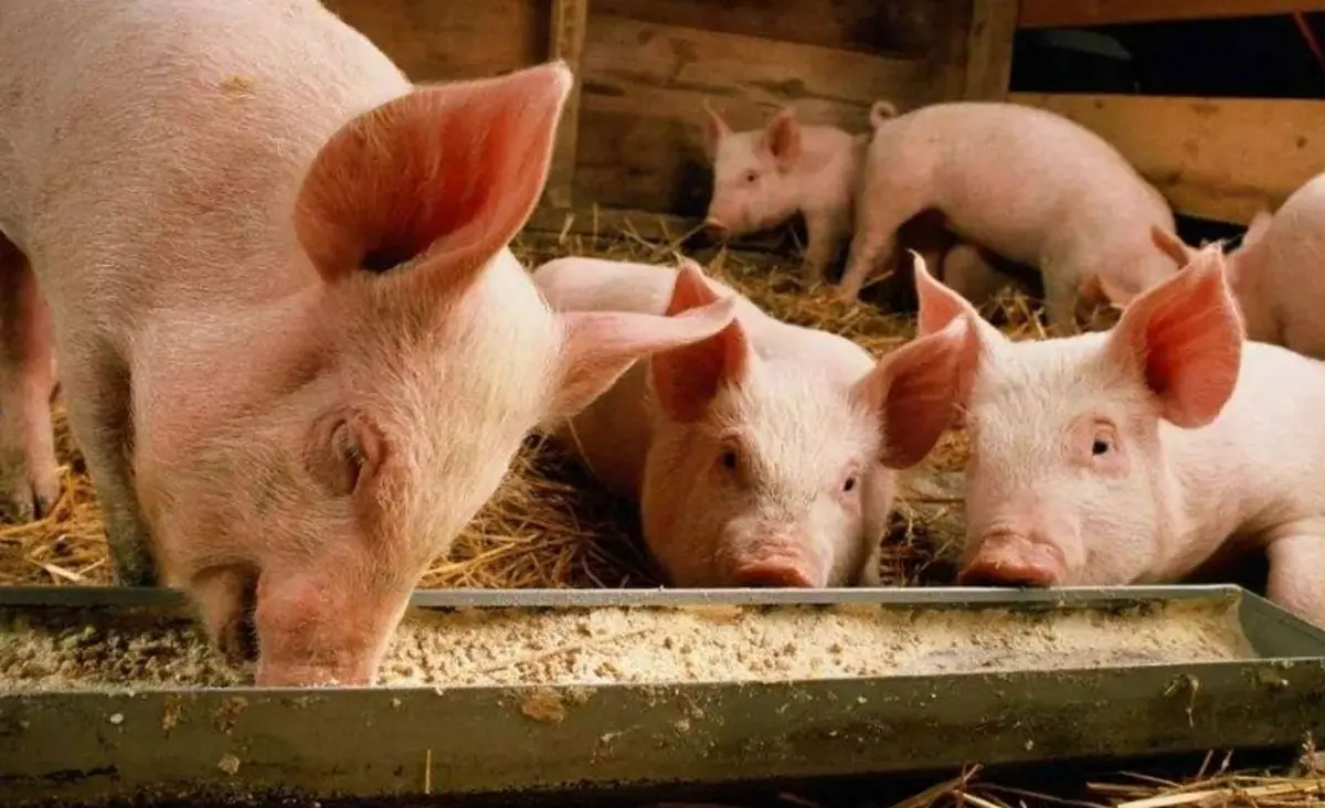 Feed Phosphate-DCP-Livestock Breeding