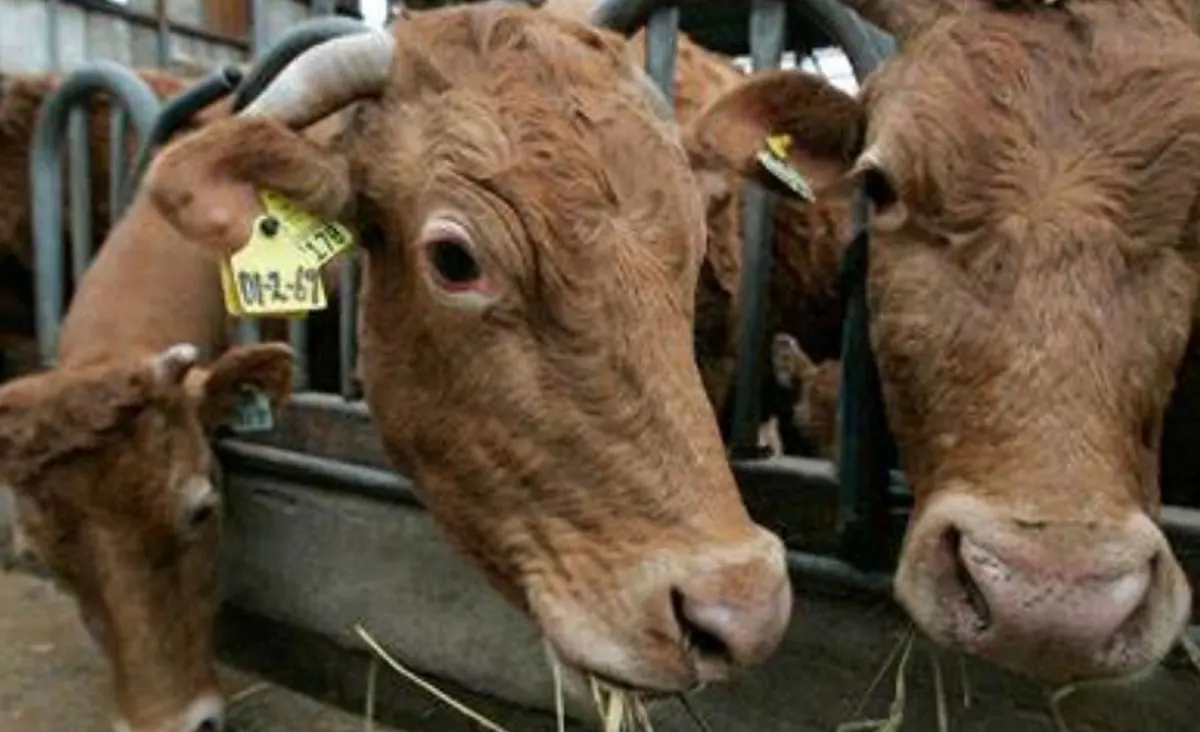 Feed Phosphate-MAP-Livestock Breeding