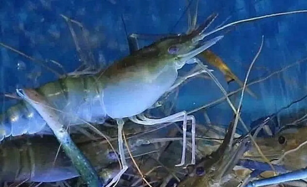 Feed Phosphate-TCP-Aquaculture